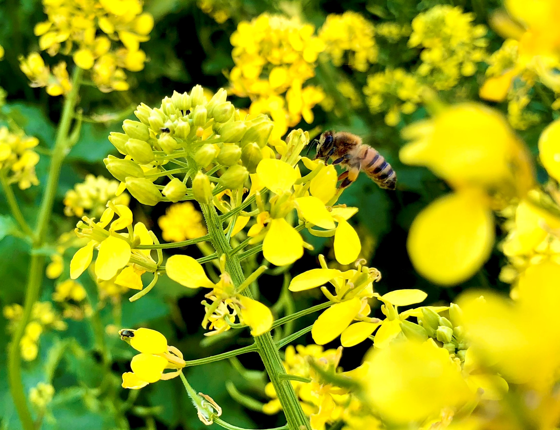 Bi på rapsblomma